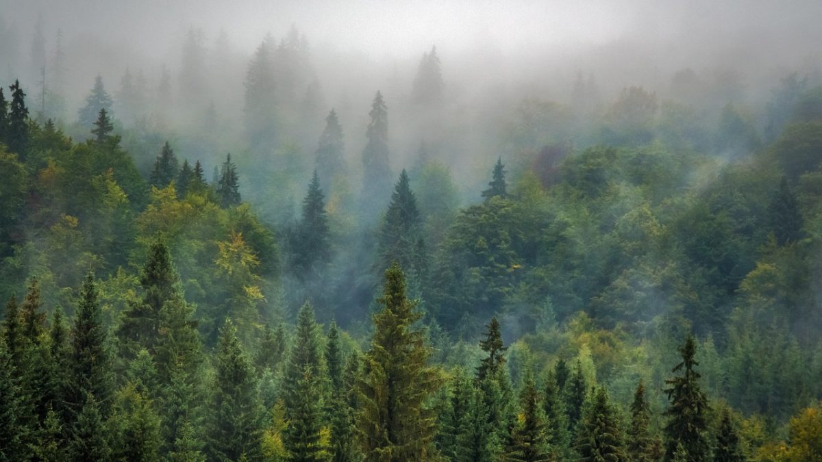 森林環境税、30.7％が復興税のすげ替えと認識